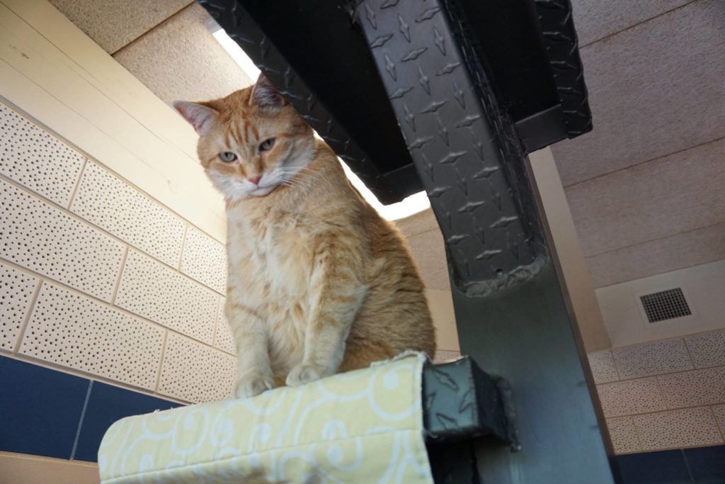 Max, the cat